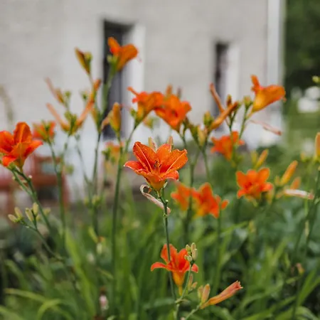 Lesny Dwór W Górach Sowich Casa de hóspedes Woliborz